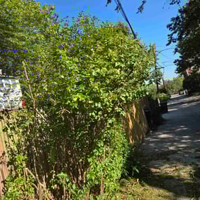 Bush Trimming by Rpr johnson landscaping reviewed on November 24, 2025