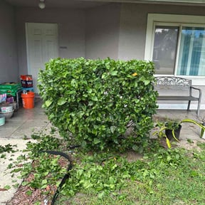 Bush Trimming by All Pro Landscaping Services reviewed on December 9, 2025
