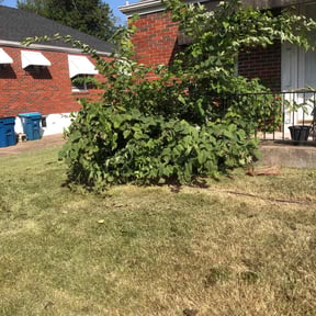 Bush Trimming by Premier Xpress LLC reviewed on December 17, 2025