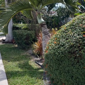 Bush Trimming by Ortiz Landscaping reviewed on August 21, 2025