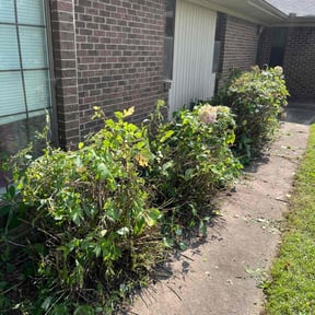 Bush Trimming by Service Masters LLC reviewed on December 17, 2025