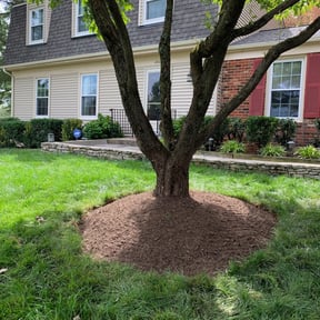 Bush Trimming by Oleg's Lawn Services reviewed on August 16, 2025