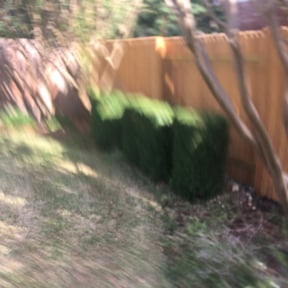 Bush Trimming by Cherry Bomb Lawn Care reviewed on August 18, 2025