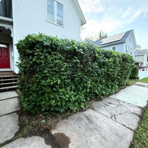 Bush Trimming by Fine Line Landscaping reviewed on August 15, 2025