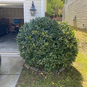 Bush Trimming by Luis portillos landzcaping SERVICES reviewed on August 17, 2025