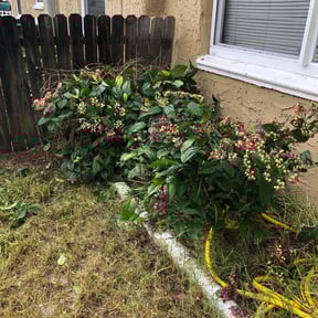 Bush Trimming by Proper Cut Landscapes LLC reviewed on August 16, 2025