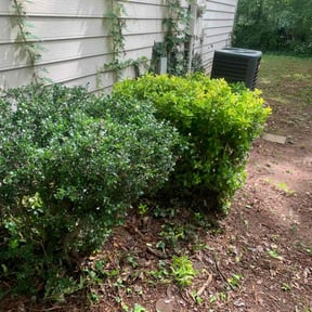 Bush Trimming by MFR Property Services LLC reviewed on August 20, 2025