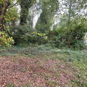 Bush Trimming by MTB lawn care reviewed on August 21, 2025