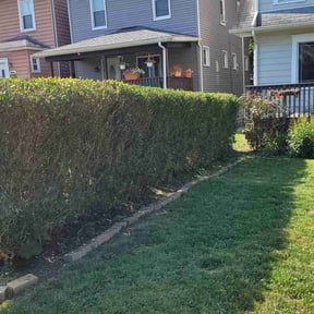 Bush Trimming by Joe Molinaro reviewed on April 14, 2025