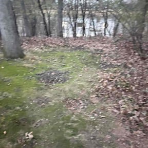 Leaf Removal by OAAK HOME IMPROVEMENT LLC reviewed on November 23, 2025