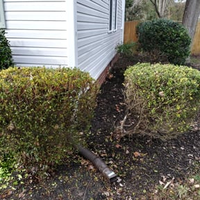 Bush Trimming by ladyz Property Preservation reviewed on August 18, 2025