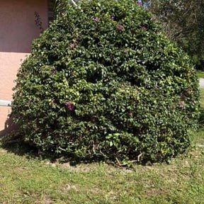 Bush Trimming by Erick&#039;s Lawn Maintenance reviewed on July 12, 2023