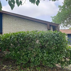 Bush Trimming by GT Custom Renovations LLC reviewed on August 20, 2025