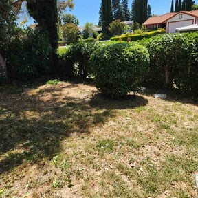 Bush Trimming by Tamula Chery"s Landscaping reviewed on August 15, 2025