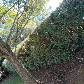 Bush Trimming by Hillscapes reviewed on August 17, 2025