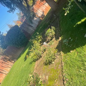 Bush Trimming by Clear landscapes llc reviewed on August 15, 2025