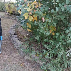 Leaf Removal by Sir Knights Lawn Care reviewed on November 21, 2025