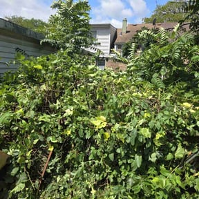 Bush Trimming by Just Right Home Repair & Landscaping reviewed on August 17, 2025