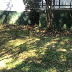 Bush Trimming by Mainline Lawn Care reviewed on August 19, 2025