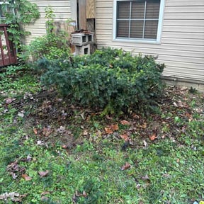 Bush Trimming by Text 2 Cut Lawn Care LLC reviewed on May 1, 2026