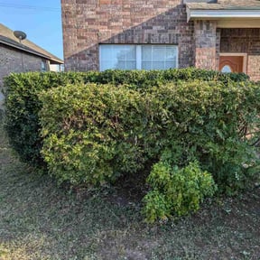 Bush Trimming by Rainier View Landscape Services reviewed on August 20, 2025