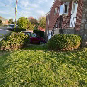 Bush Trimming by Vameer Transport reviewed on August 21, 2025