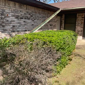 Bush Trimming by vets lawn care reviewed on November 27, 2025