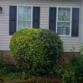 Bush Trimming by Old Skool Outdoorz, LLC reviewed on December 22, 2025