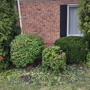 Bush Trimming by Cervantes Lawn Care reviewed on August 18, 2025