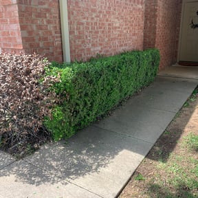 Bush Trimming by Segura landscaping &amp; tree service reviewed on August 17, 2025