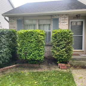 Bush Trimming by Precision Landscaping & more reviewed on August 21, 2025
