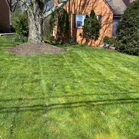 yard work by Nextdoor Lawn Services LLC reviewed on August 20, 2025