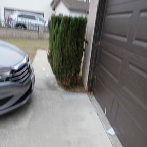 Bush Trimming by Steele lawns reviewed on November 21, 2025