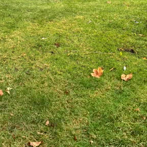 Leaf Removal by B&amp;C Lawn and Landscaping LLC reviewed on September 15, 2025