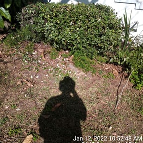 Bush Trimming by Wise lawn care llc reviewed on August 19, 2025