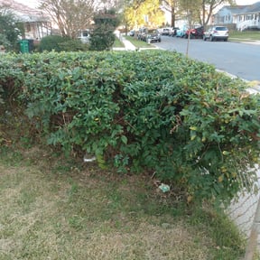 Bush Trimming by Cross County Lawn and Landscape reviewed on August 17, 2025