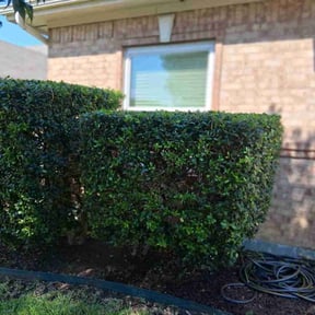 Bush Trimming by Mts mowing and tree service reviewed on August 19, 2025