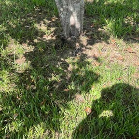 Leaf Removal by Kyleco reviewed on June 27, 2026