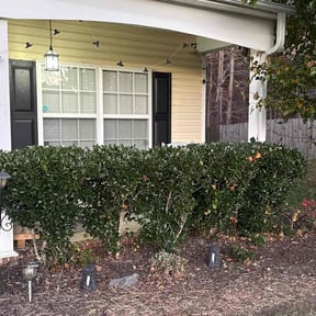 Bush Trimming by Bradley Taylor reviewed on June 26, 2021