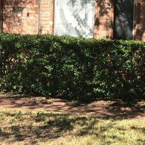 Bush Trimming by Ron's lawn care reviewed on August 20, 2025