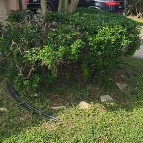 Bush Trimming by Sunny Lillie's &amp; Joy LLC reviewed on July 22, 2026