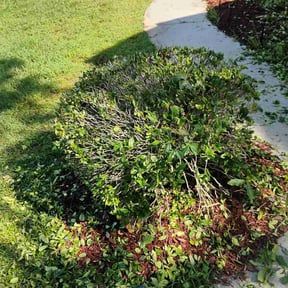 Bush Trimming by Wigginton Dreamscapes reviewed on June 18, 2026