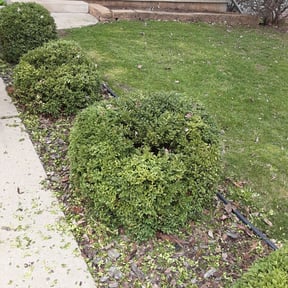 Bush Trimming by Cre8tive Art's Work LLC Lawn Care & Property Preservation reviewed on August 15, 2025