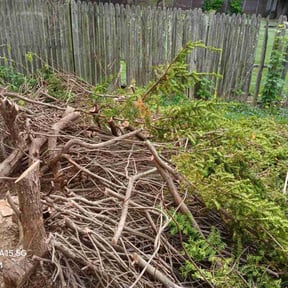 Bush Trimming by Legendary Landscaping services reviewed on August 17, 2025