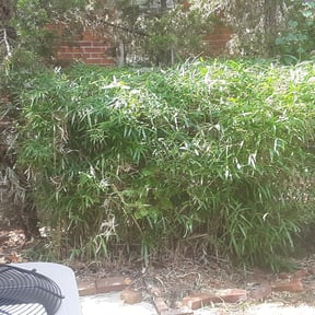 Bush Trimming by P.vhandyman & painting services reviewed on August 20, 2025
