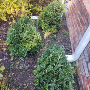 Bush Trimming by P and c landscaping reviewed on August 18, 2025