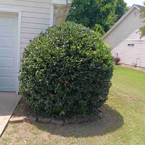 Bush Trimming by A-1 Affordable Lawn Care reviewed on May 6, 2024