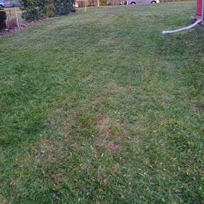 Leaf Removal by Sunflower lawn service &amp; garden reviewed on September 23, 2025