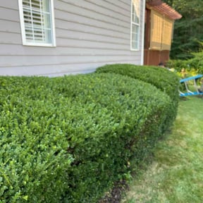Bush Trimming by Lawn in Order reviewed on August 15, 2025