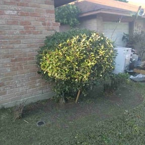 Bush Trimming by Green lawn's reviewed on August 20, 2025